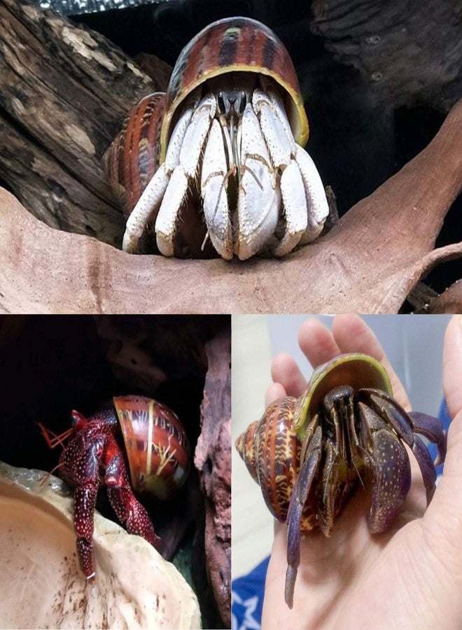 PPCLION Unstained Natural Hermit Crab Shells Pearl Turbo Seashell for Décor, 3 Kinds 6 PCS Size 1.5" - 2", Opening 0.8-1" Hermit Crab Supplies - Image 4